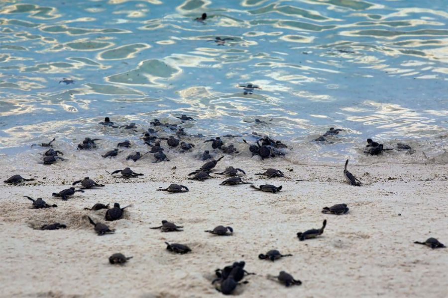 Turtle watching at Lankayan Island beach