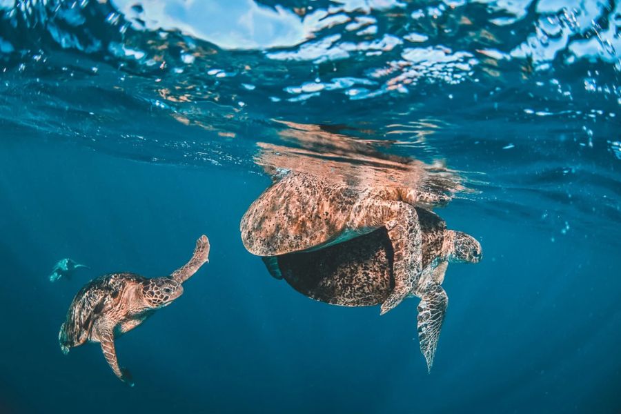 Diving with turtle 