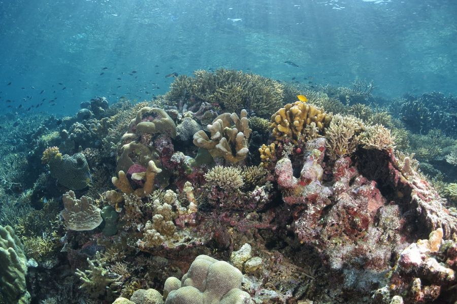 Coral Gardens of Sipadan Island 