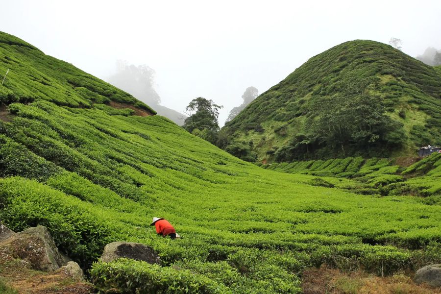 The beautiful of Cameron Highlands