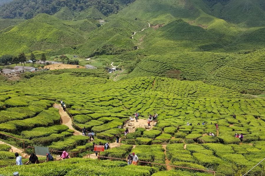 Cameron Highlands is a popular tourist destination