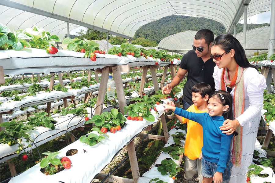 Family visiting Strawberry Farms