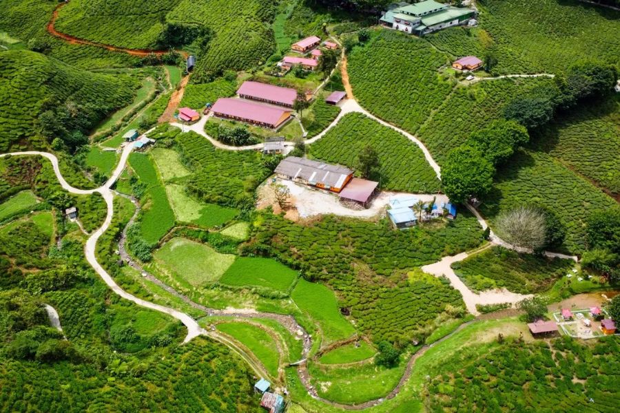 Best time to visit Cameron Highlands 