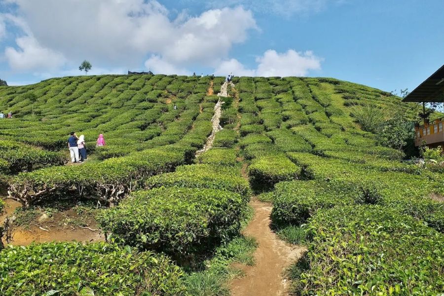 Cameron Highlands Tea Plantation 