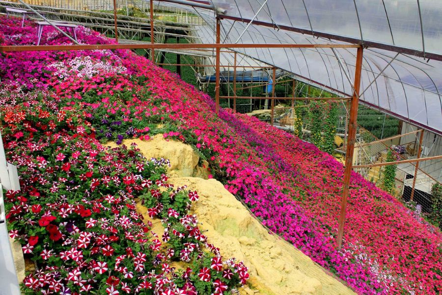 Beautiful flower at Cameron Lavender Garden