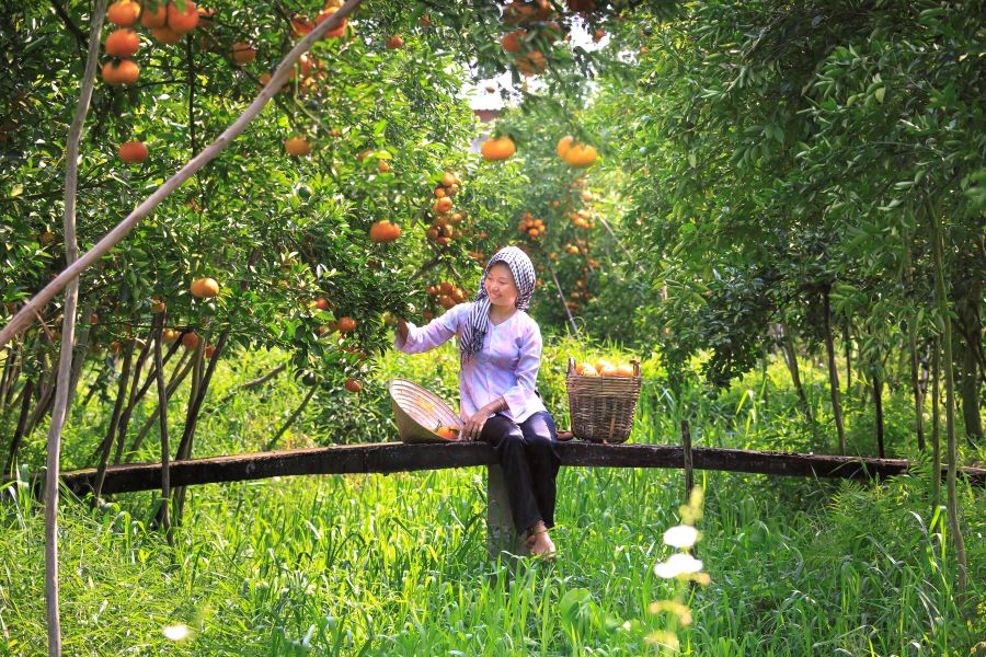 Mekong Delta fruit orchards