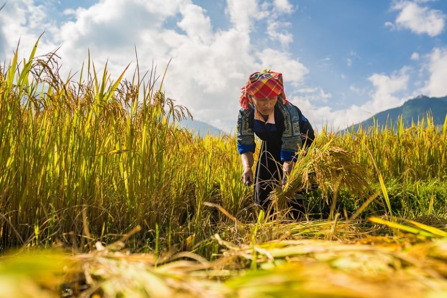 A Hmong woman harvesting the rice in the Mu Cang Chai Terraced Fields