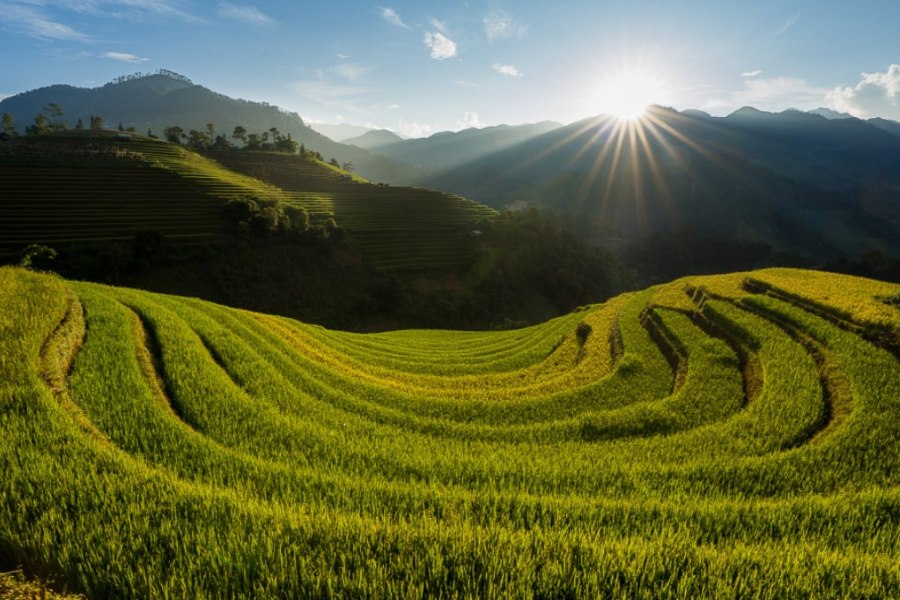 A corner of the Mu Cang Chai Terraced Fields during the harvest season