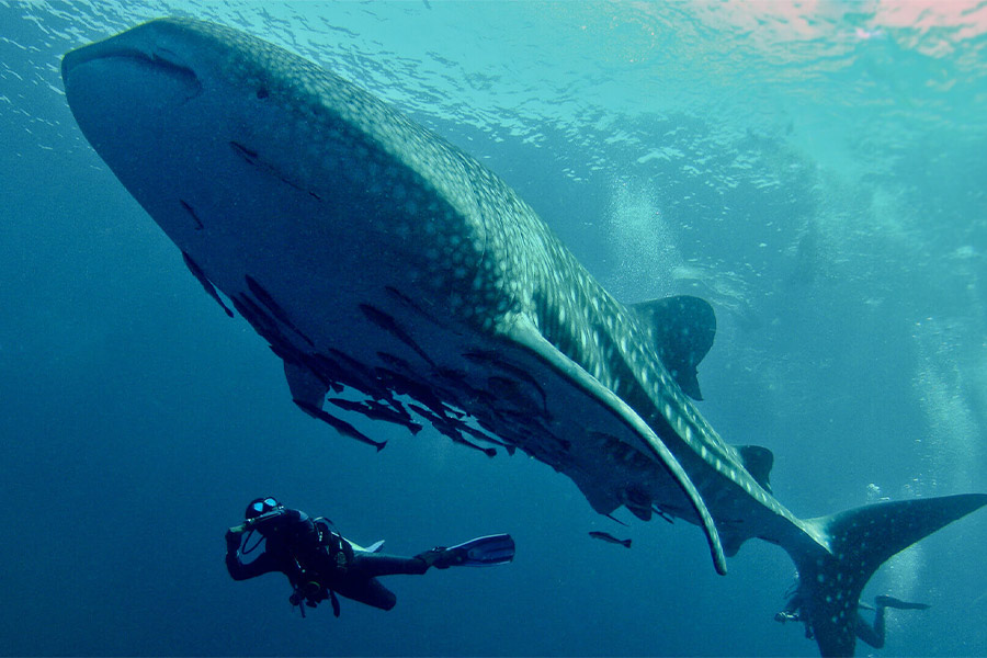 Observing the life of creatures in Mu Koh Surin National Park is a worthy opportunity