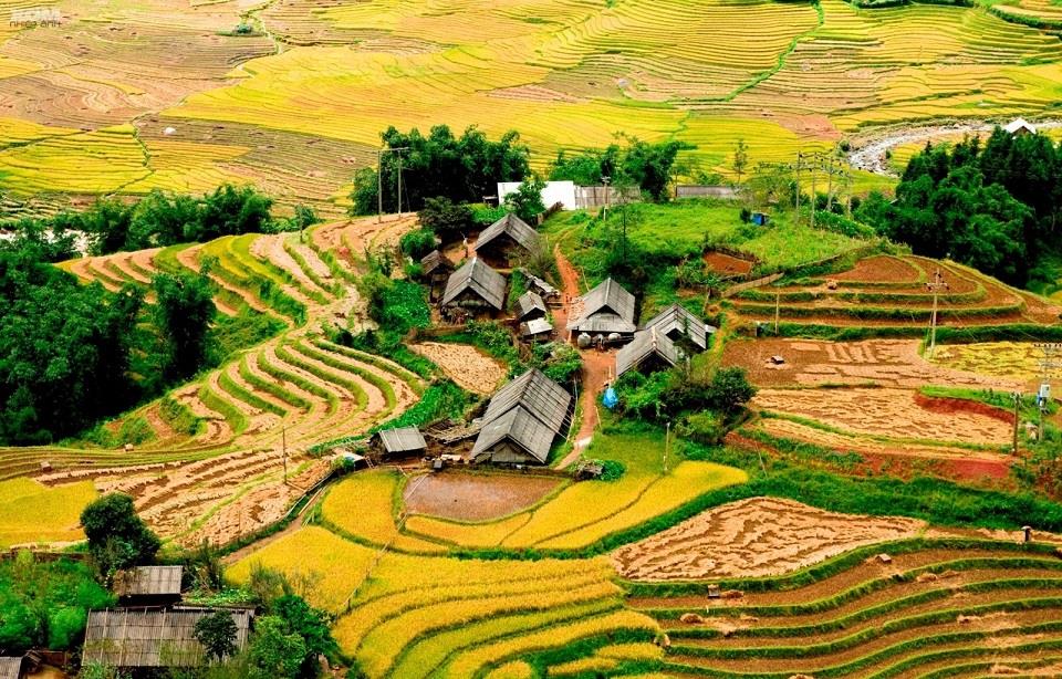 Once the rice season is ripe, Muong Hoa Sapa wears a new, bright yellow shirt