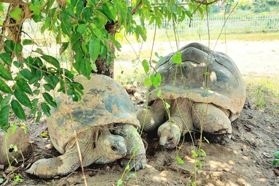 Where is My Quynh Safari