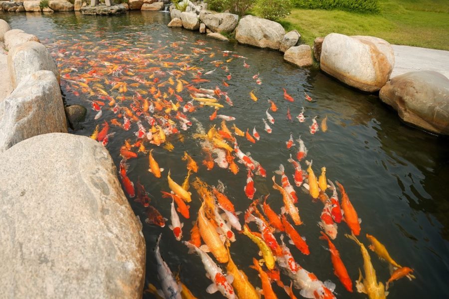 Activities at My Quynh Safari