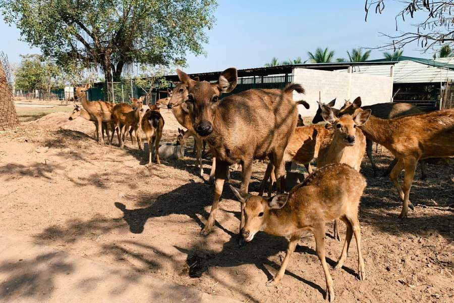 Best time to visit My Quynh Safari