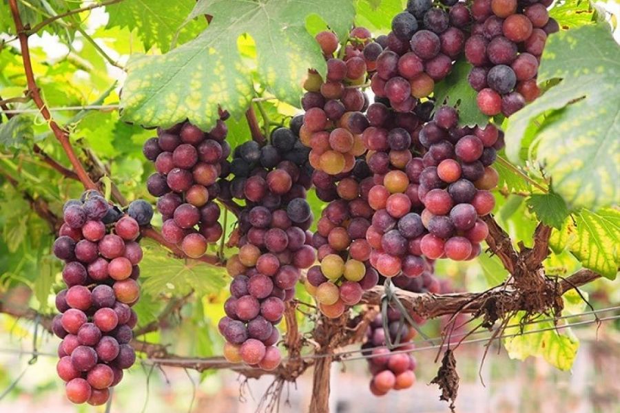 Wear comfortably to visit Ba Moi Vineyard