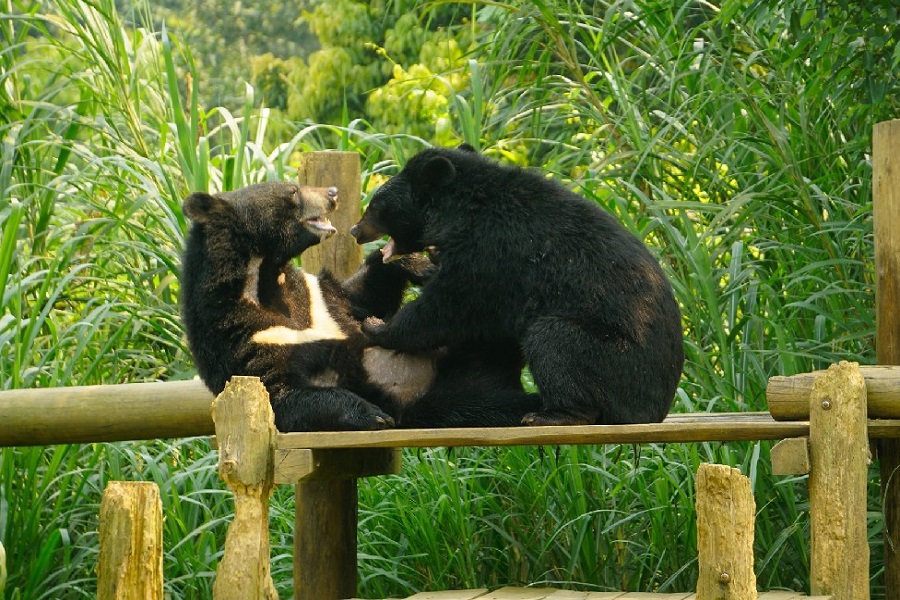 Bear Sanctuary Ninh Binh is a testament to new beginnings