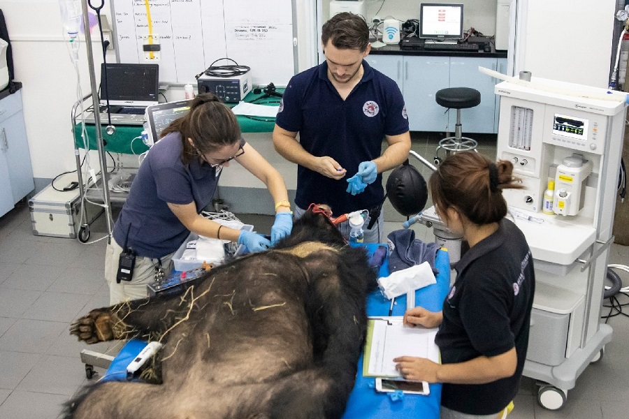 Once quarantine and health checks are done, rescued bears enjoy their new roomy habitats