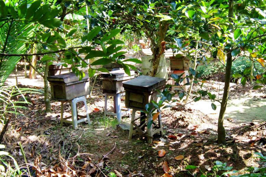 A honey-harvesting beekeeping setup on Con Quy Islet