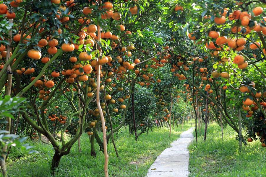 Fruit-laden orchard rows