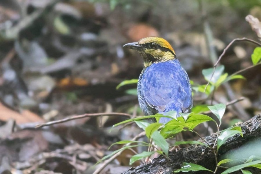 Phnom Aural is home to a variety of wildlife species