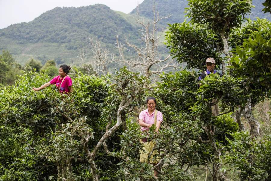 The 400-year-old tea garden attracts tourists