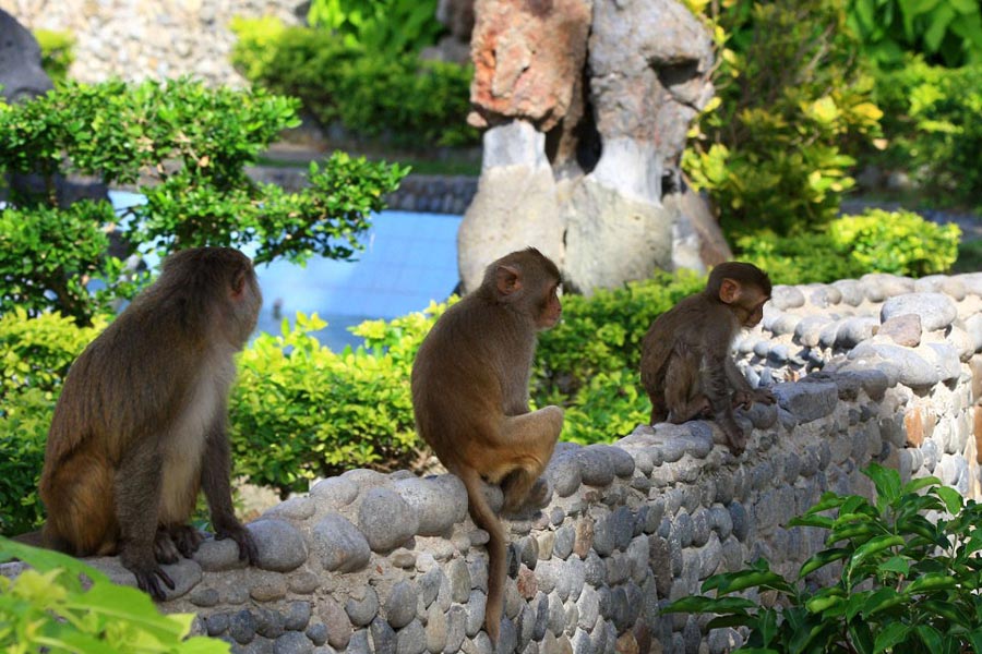 Experience Monkey Island with many fun activities 