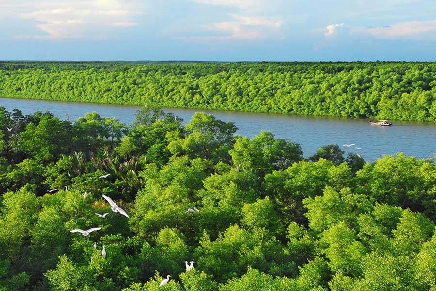 Explore mangrove forest at Nha Phu Lagoon