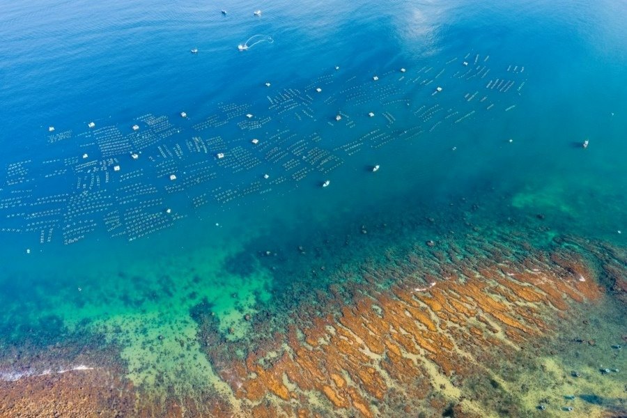 Admire coral reefs without diving (Source: Vnexpress)
