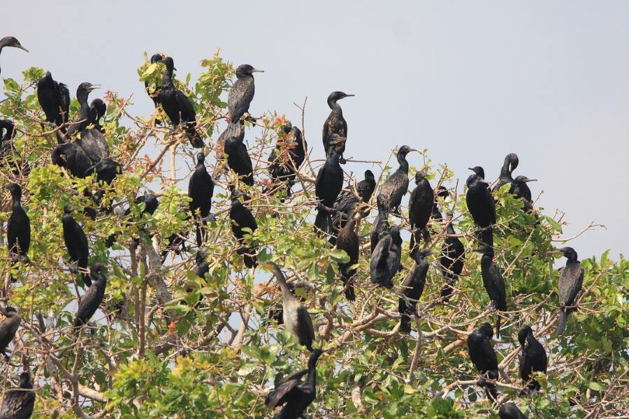 Prek Toal Bird Sanctuary is located in Cambodia's Tonle Sap Biosphere Reserve