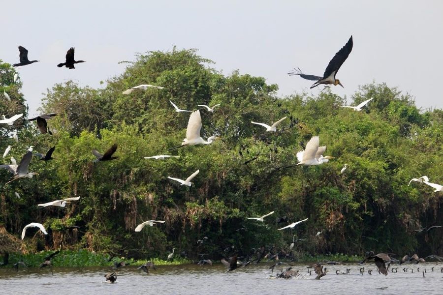 The best time to visit Prek Toal Bird Sanctuary