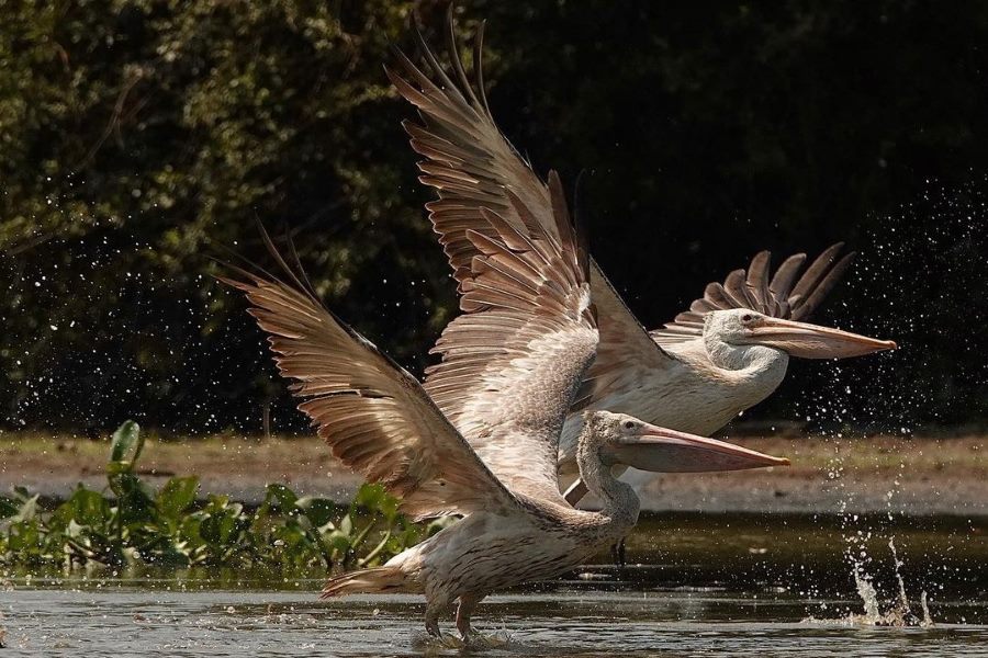 Prek Toal Bird Sanctuary  are many rare bird species at risk of extinction 