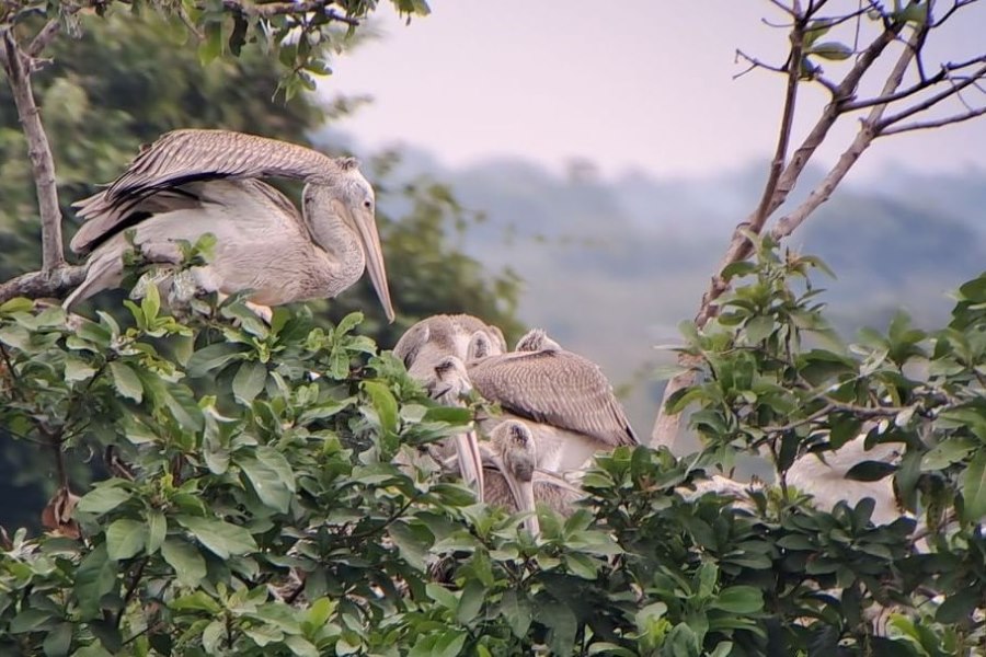 You'll be well-prepared for an enjoyable and respectful visit to Prek Toal Bird Sanctuary 