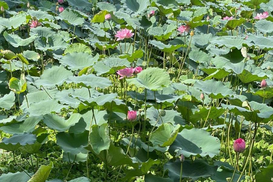 Lotus flowers on the side of the road to President Ho Chi Minh's house