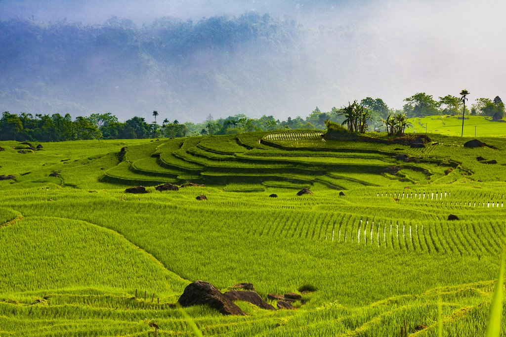 The terraced fields of Pu Luong in the new cropping season display a refreshing green color