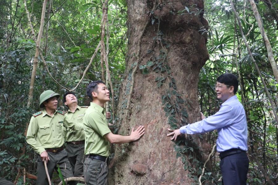 The rare Red Diospyros tree in Bai Tu Long National Park