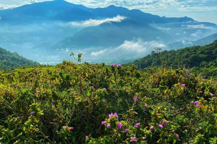 Myrtle flowers bloom in the fall in Cao Ly Moutain (Source: PYS)