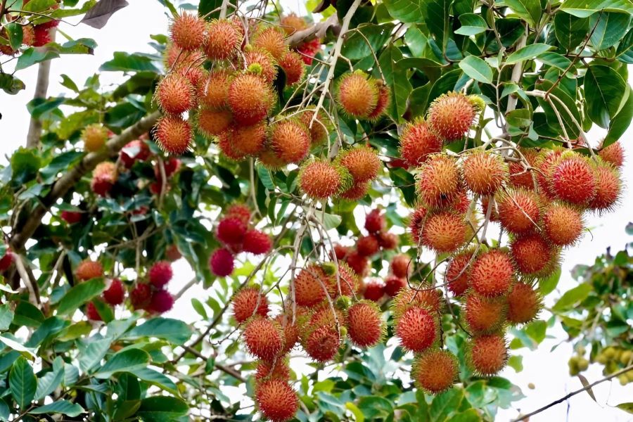 Rambutan orchards in full ripeness on An Binh Islet