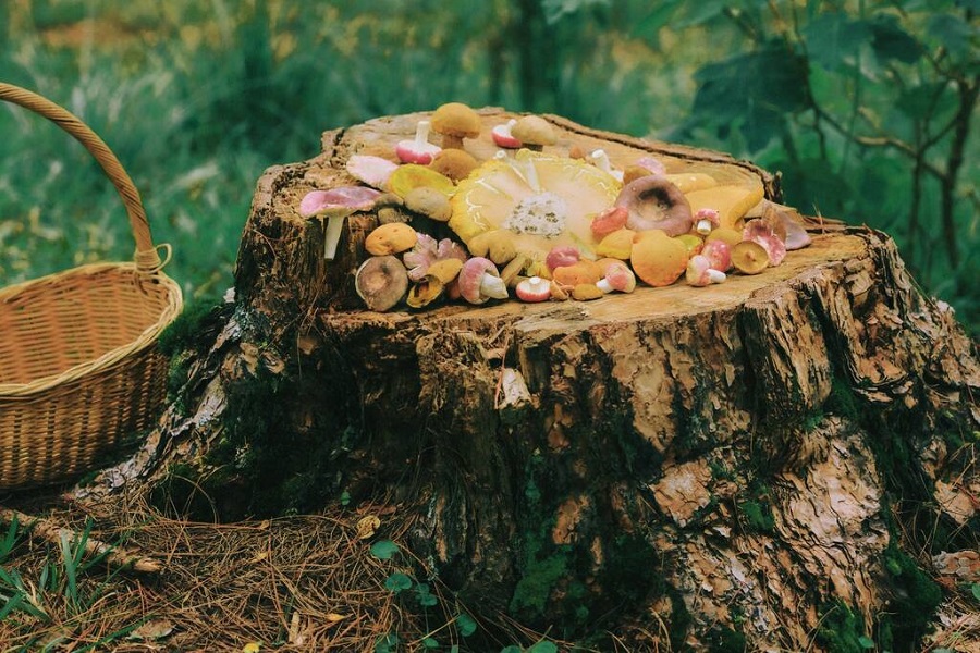 Mushroom picking in Da Lat is more than just a typical outdoor activity&nbsp;