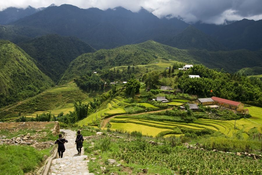 Sapa rice terraces