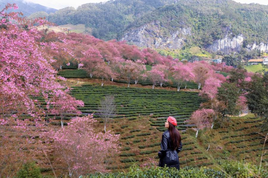 Peach Garden in Full Bloom During the New Year 