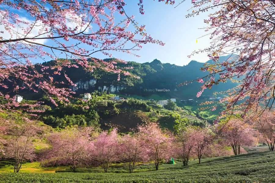 Peach Garden in Full Bloom During the New Year 