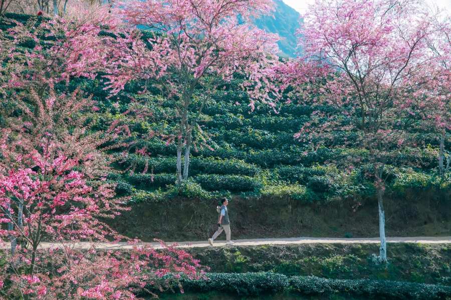 O Quy Ho Tea Hill adorned with cherry blossoms