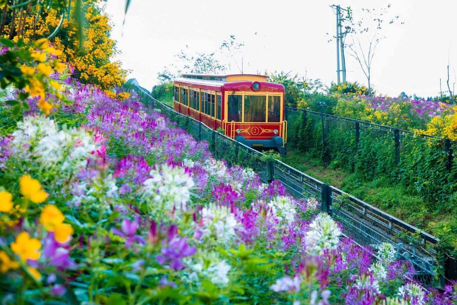 Admire the scenic route of the Muong Hoa Mountain Train