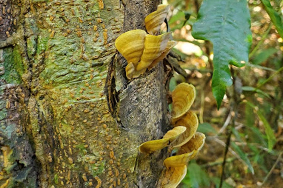 Wildlife watching in Dong Natad National Protected Area