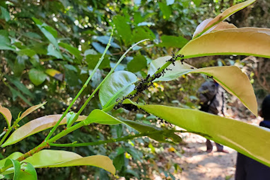 Explore Dong Natad National Protected Area