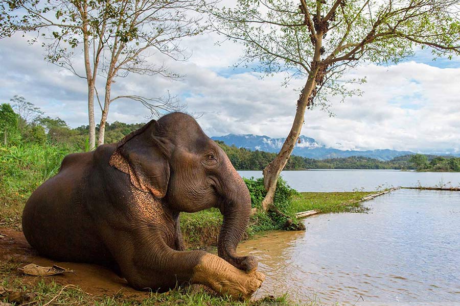 Elephant Conservation Center Travel Guide: Explore with Asia King Travel