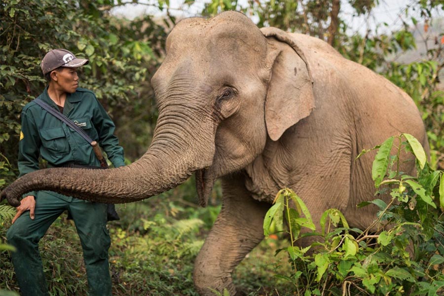 Elephant Conservation Center Travel Guide: What to do