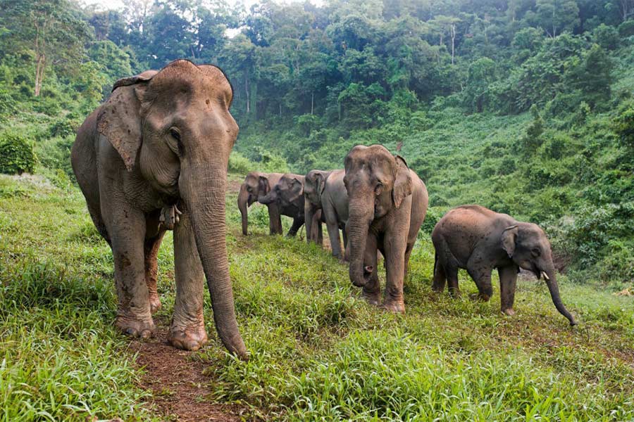 Elephant Conservation Center Travel Guide: Overview