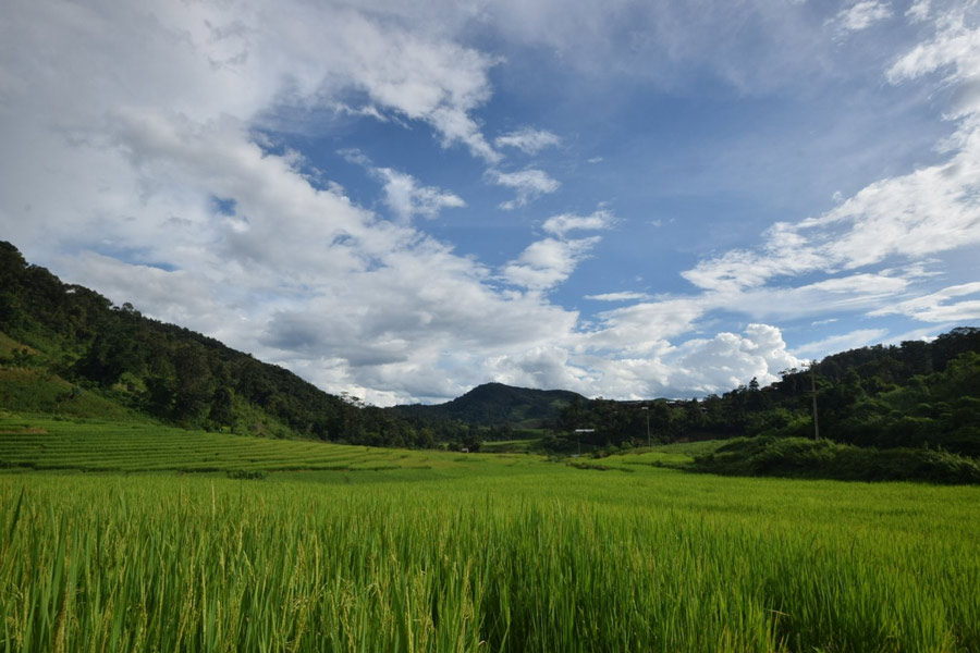 Ricefields in Boun Neua - Laos