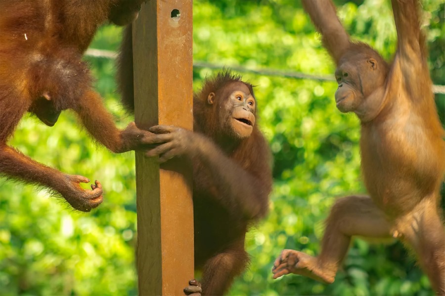 Sepilok Orangutan Rehabilitation Centre Established in 1964, Sepilok was the first centre in the world to dedicate itself to the rehabilitation of orangutans.