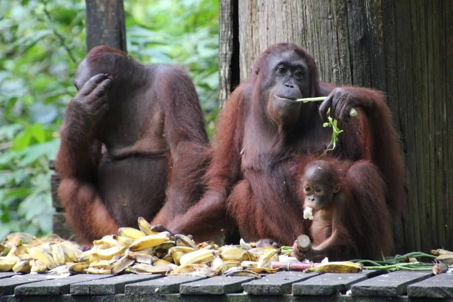 Sepilok Orangutan Rehabilitation Centre